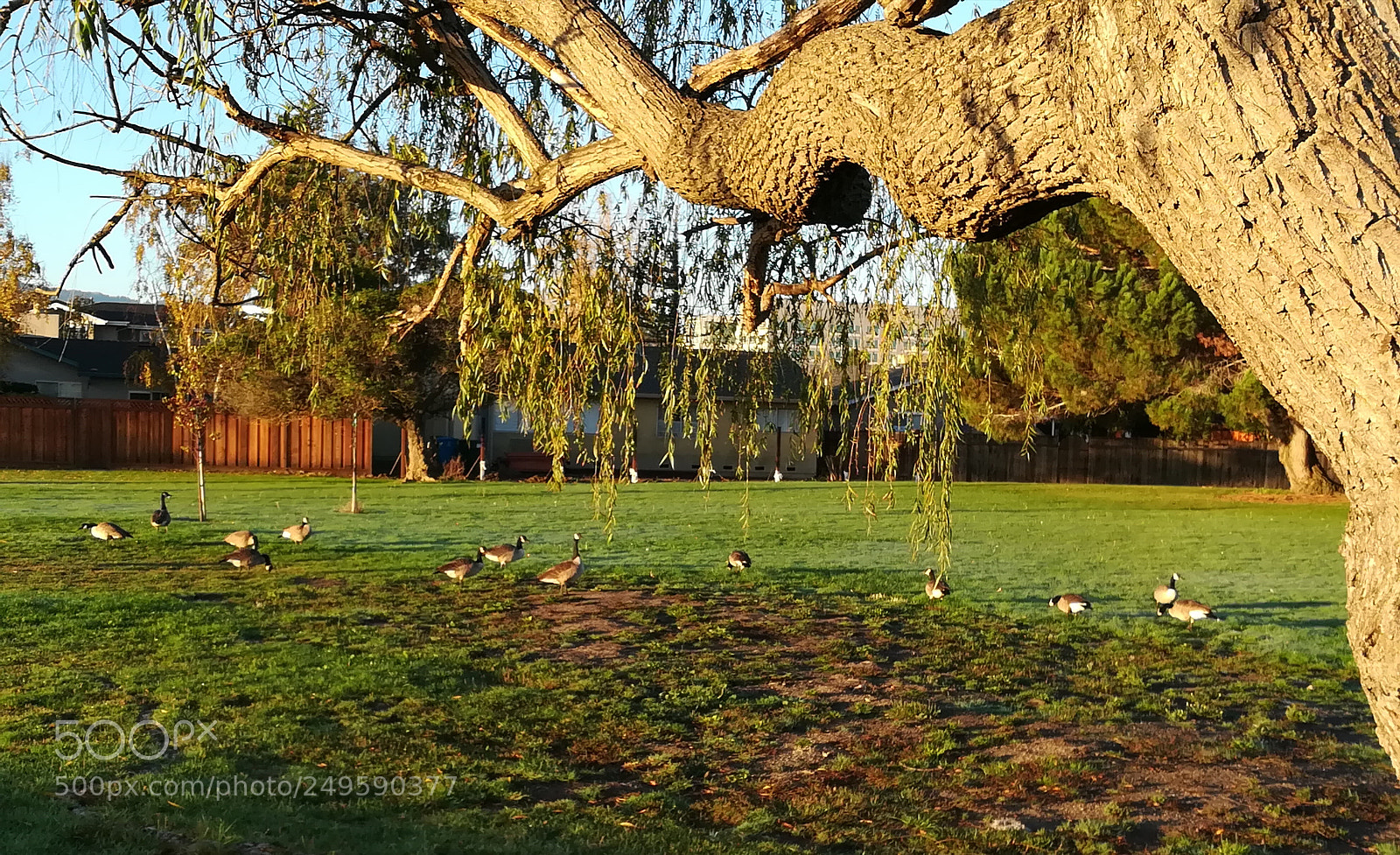 HUAWEI honor 6x sample photo. Walkway by the lake photography
