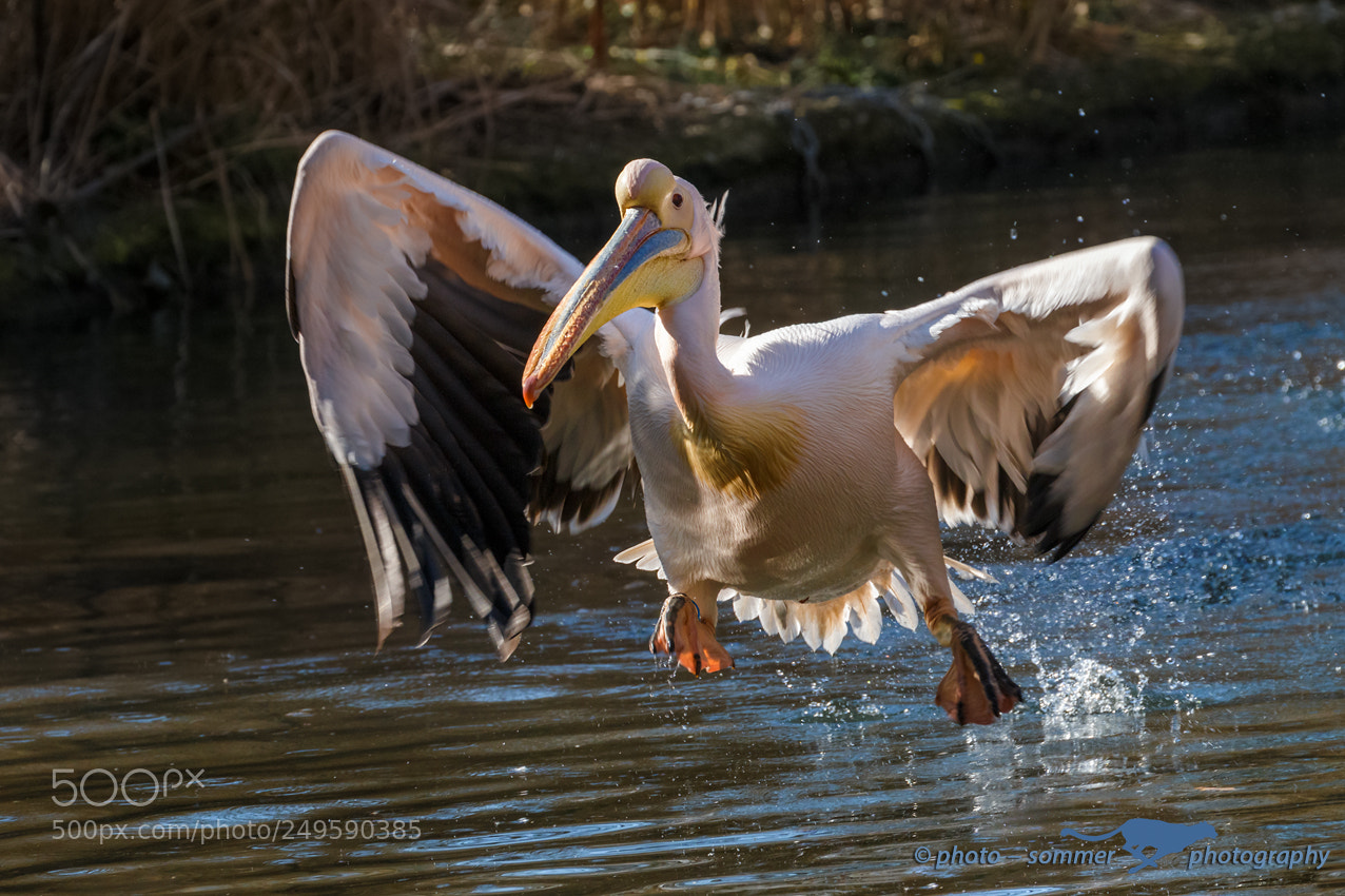 Canon EOS 70D sample photo. Pink pelican photography