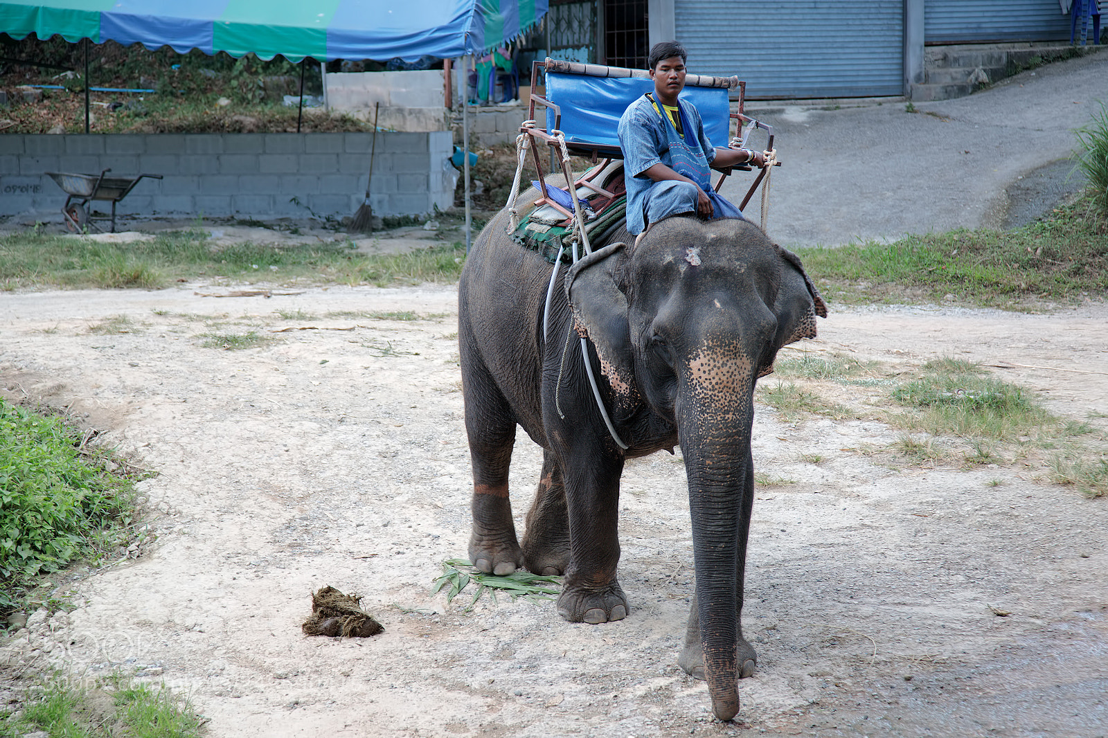 Canon EOS 5D Mark IV sample photo. Driver of elephants photography