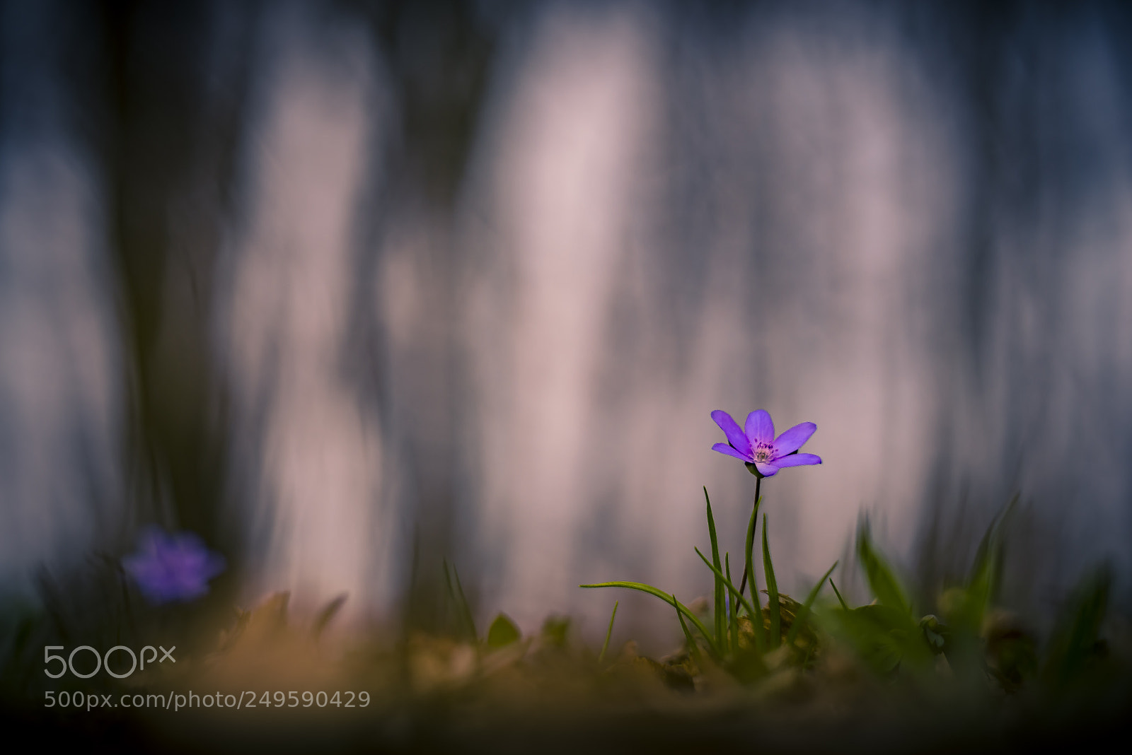 Nikon D610 sample photo. Forest beauty photography