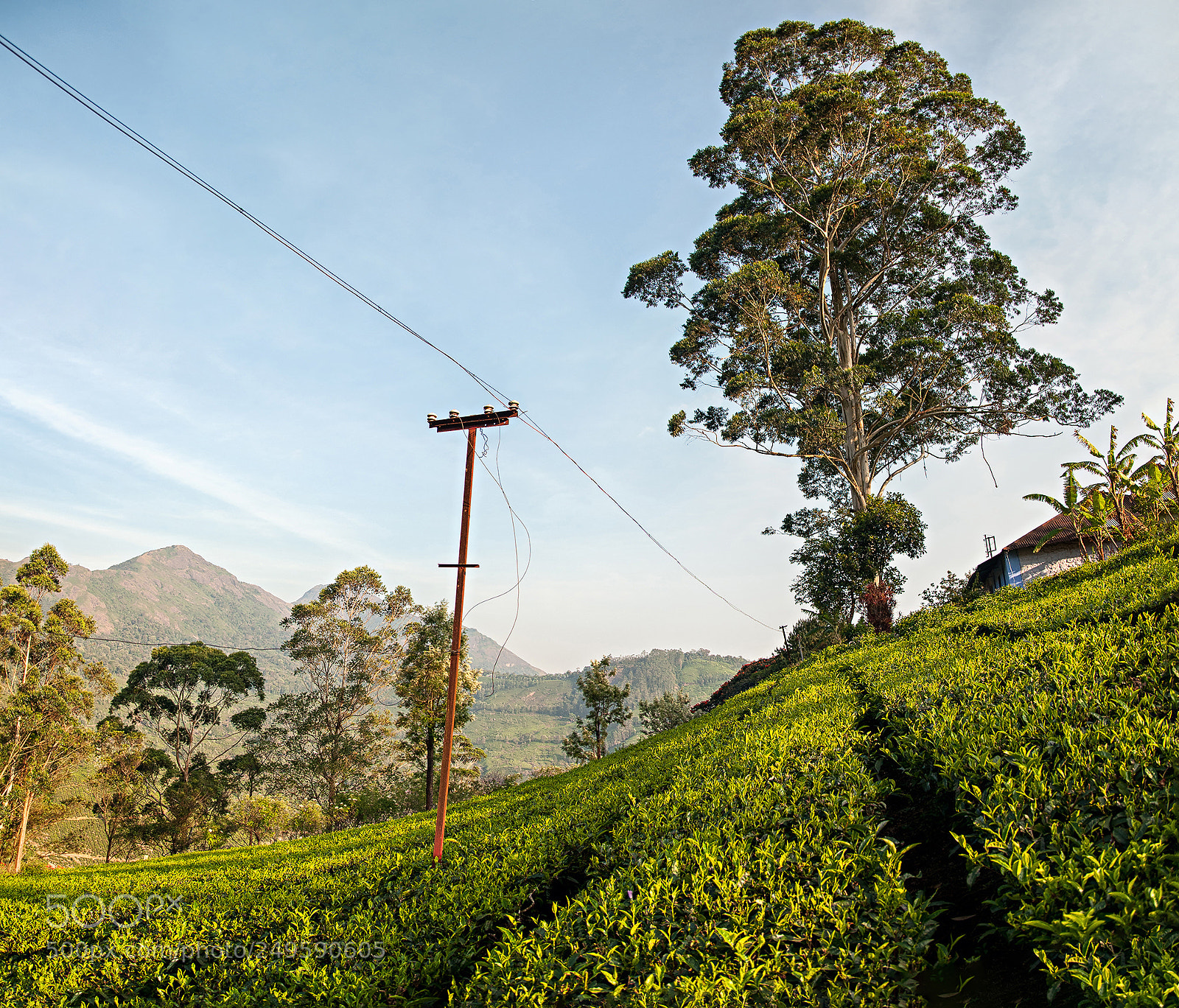 Nikon D300 sample photo. Munnar tea plantation photography