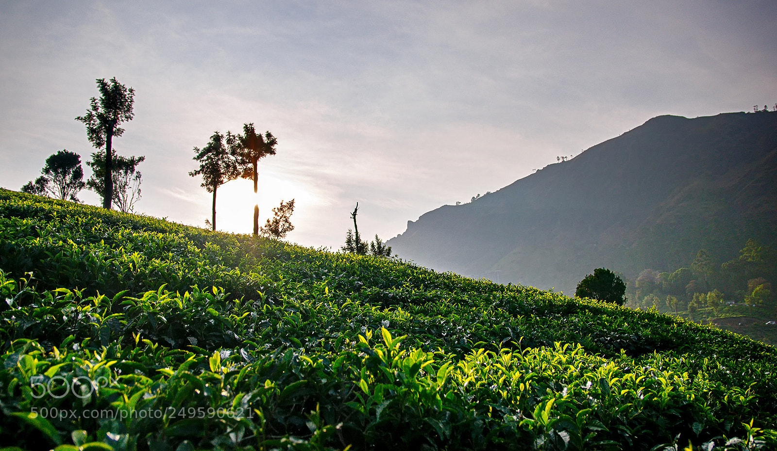 Nikon D300 sample photo. Munnar tea plantation photography