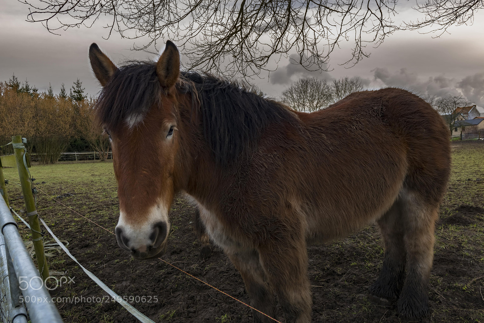 Nikon D800E sample photo. Un bourin photography