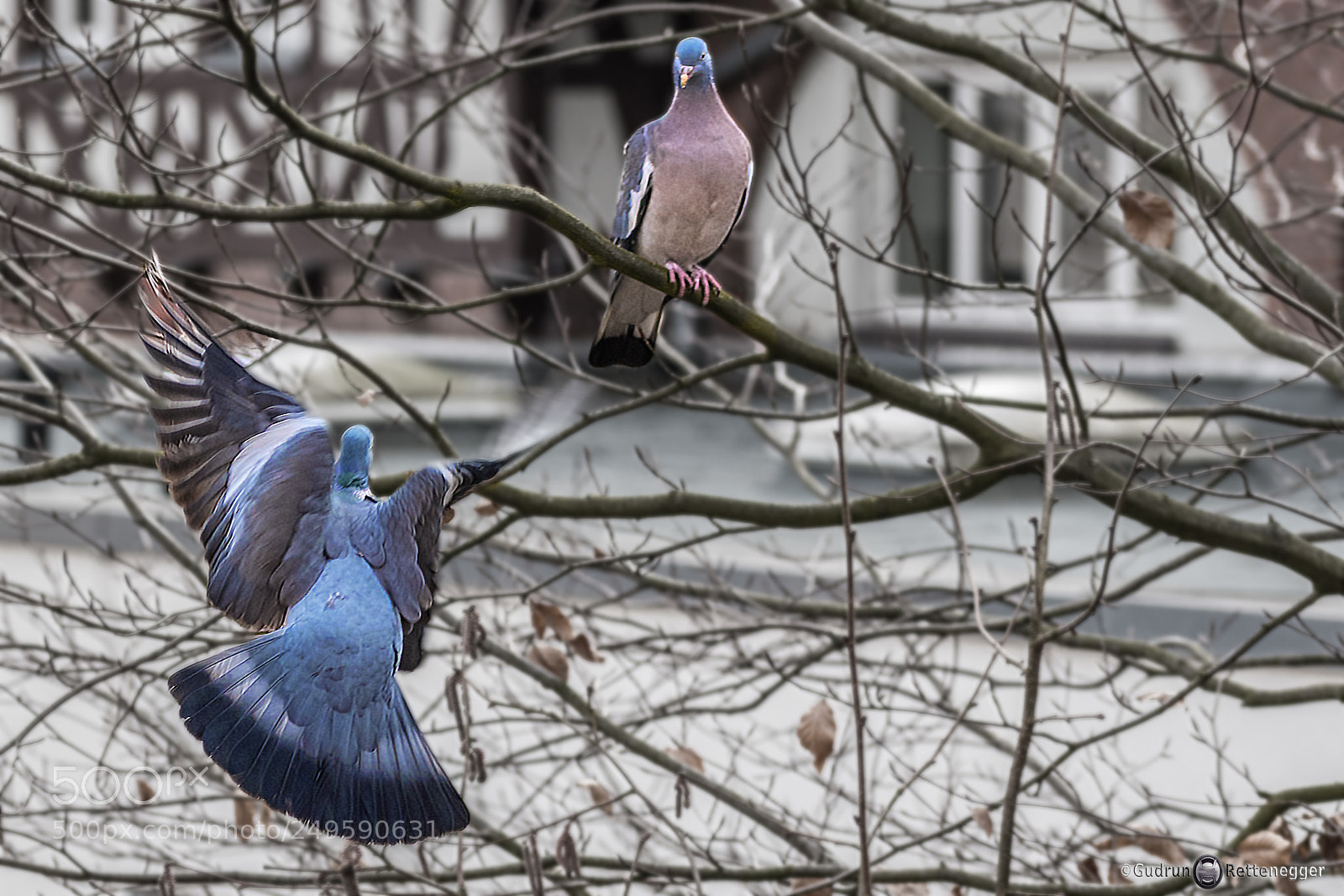 Nikon D5500 sample photo. Federvieh photography