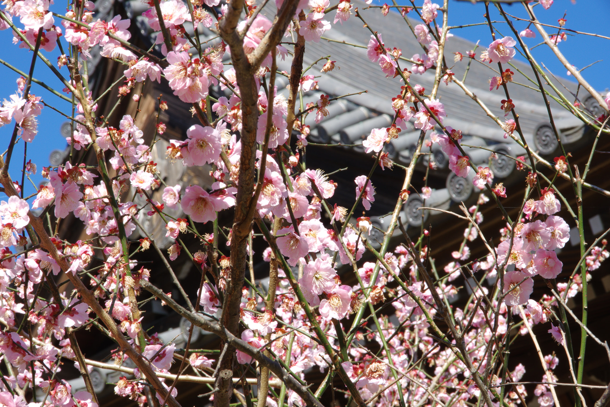 Pentax K-70 sample photo. Plum blooming in temple photography