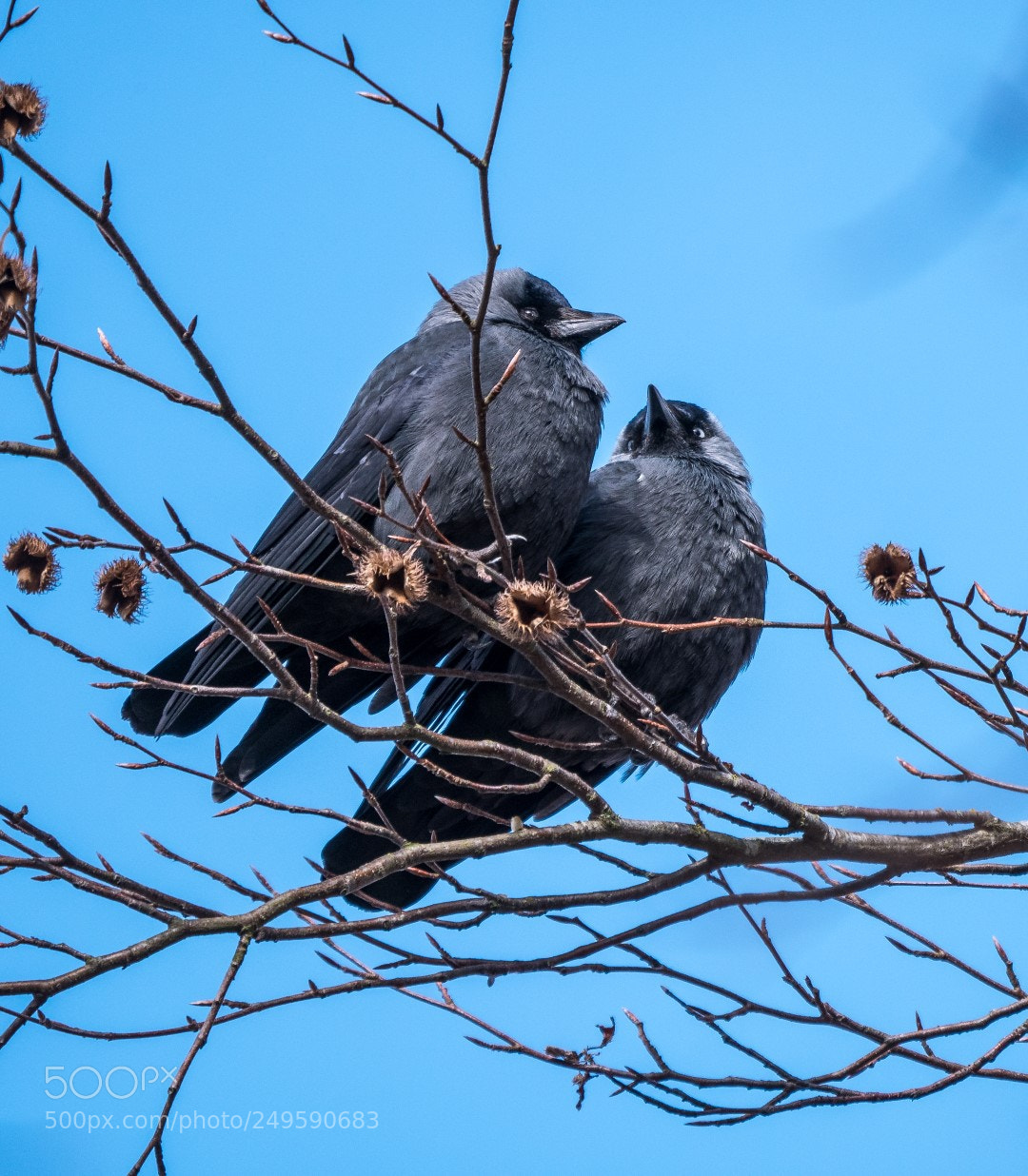 Panasonic Lumix DMC-GX85 (Lumix DMC-GX80 / Lumix DMC-GX7 Mark II) sample photo. Corvus monedula photography