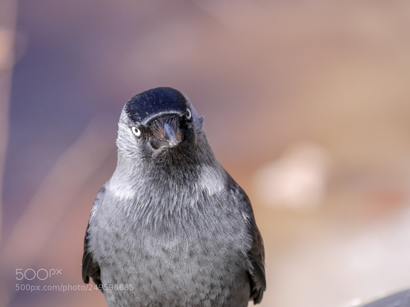 Panasonic Lumix DMC-GX85 (Lumix DMC-GX80 / Lumix DMC-GX7 Mark II) sample photo. Corvus monedula photography