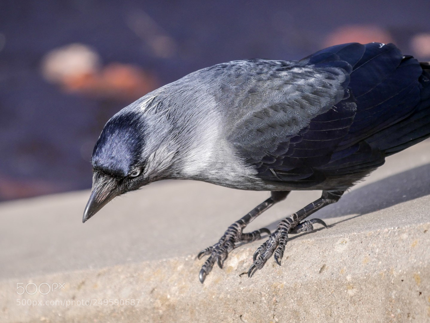 Panasonic Lumix DMC-GX85 (Lumix DMC-GX80 / Lumix DMC-GX7 Mark II) sample photo. Corvus monedula photography