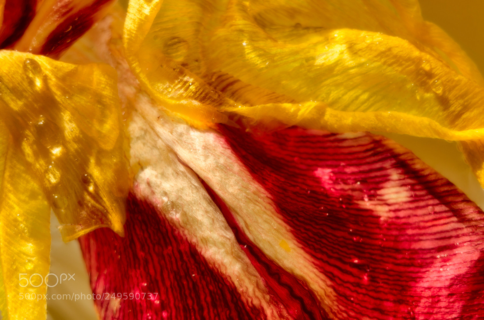 Nikon D5100 sample photo. Tulip photography
