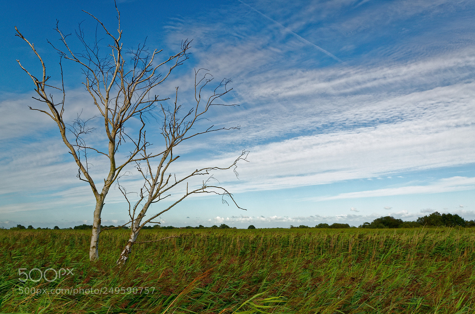 Nikon D5100 sample photo. Across the marsh photography
