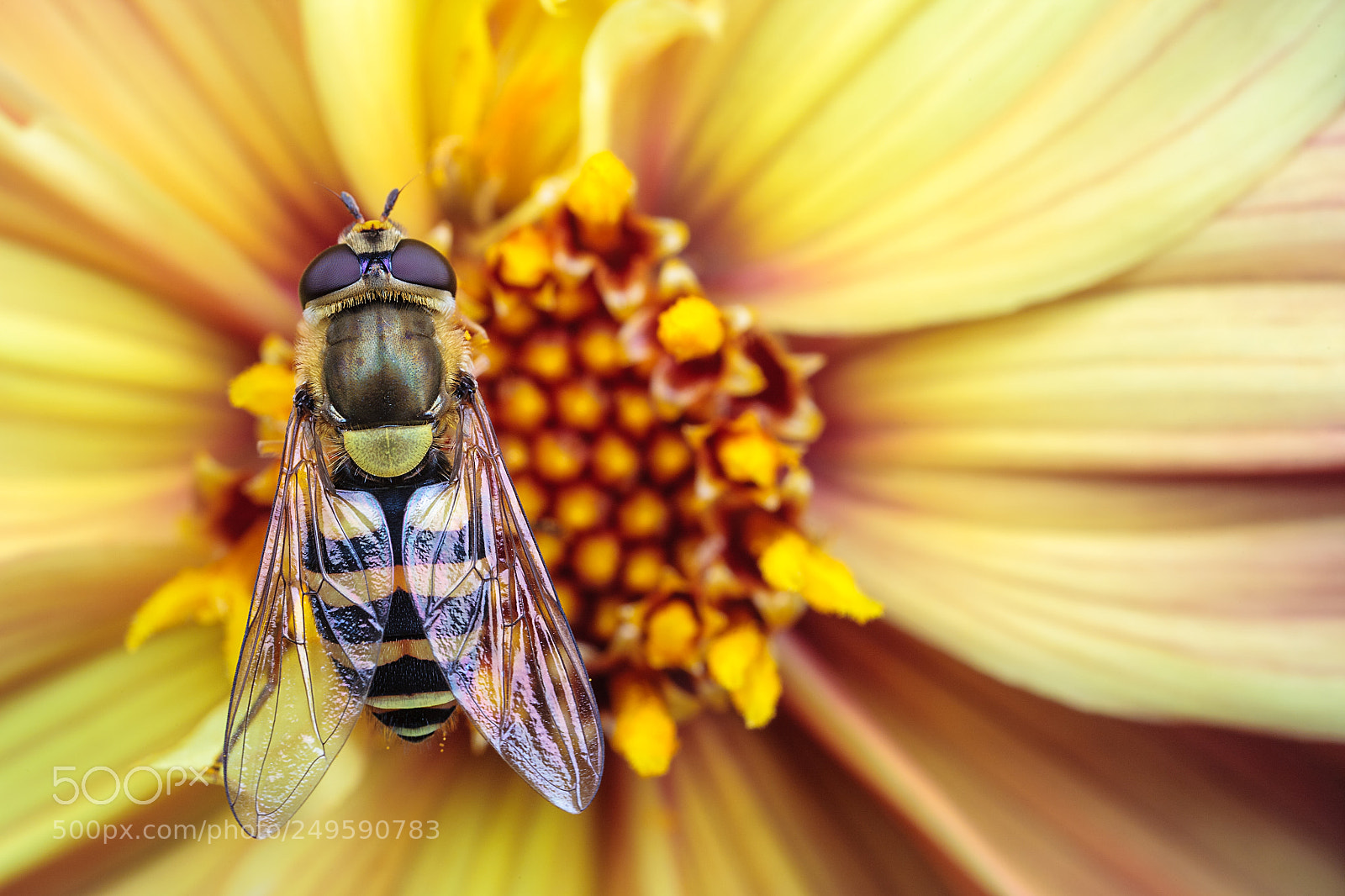 Canon EOS 5D sample photo. Hoverfly photography