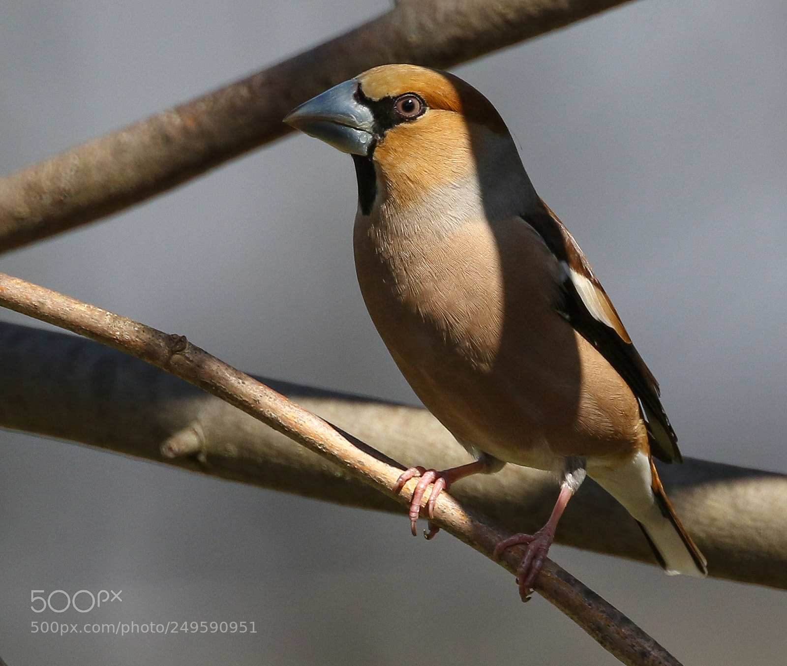 Canon EOS 7D Mark II sample photo. Hawfinch portrait photography