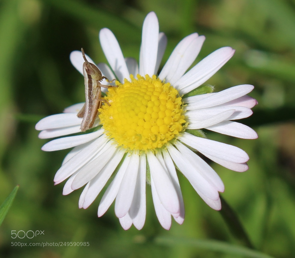 Canon EOS 100D (EOS Rebel SL1 / EOS Kiss X7) sample photo. Little grasshopper photography