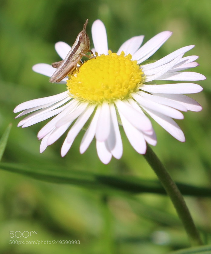 Canon EOS 100D (EOS Rebel SL1 / EOS Kiss X7) sample photo. Petite pause au soleil photography