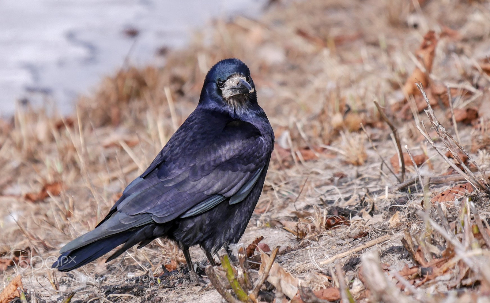 Panasonic Lumix DMC-GX85 (Lumix DMC-GX80 / Lumix DMC-GX7 Mark II) sample photo. Corvus frugilegus photography