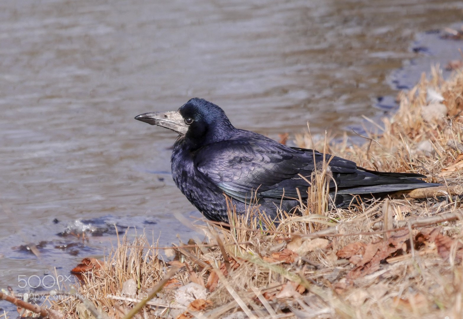 Panasonic Lumix DMC-GX85 (Lumix DMC-GX80 / Lumix DMC-GX7 Mark II) sample photo. Corvus frugilegus photography