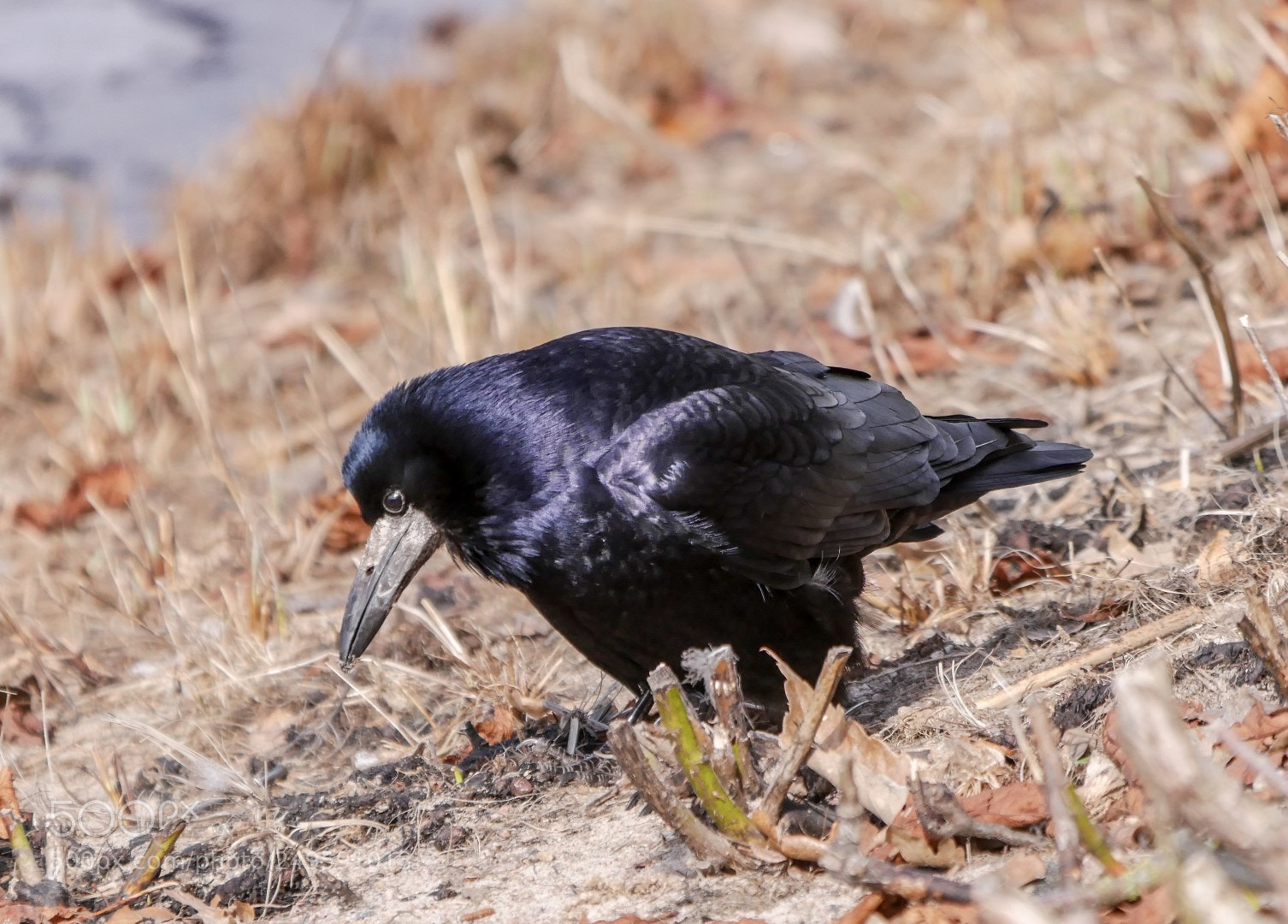 Panasonic Lumix DMC-GX85 (Lumix DMC-GX80 / Lumix DMC-GX7 Mark II) sample photo. Corvus frugilegus photography
