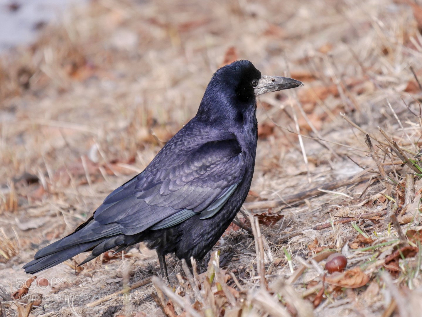 Panasonic Lumix DMC-GX85 (Lumix DMC-GX80 / Lumix DMC-GX7 Mark II) sample photo. Corvus frugilegus photography