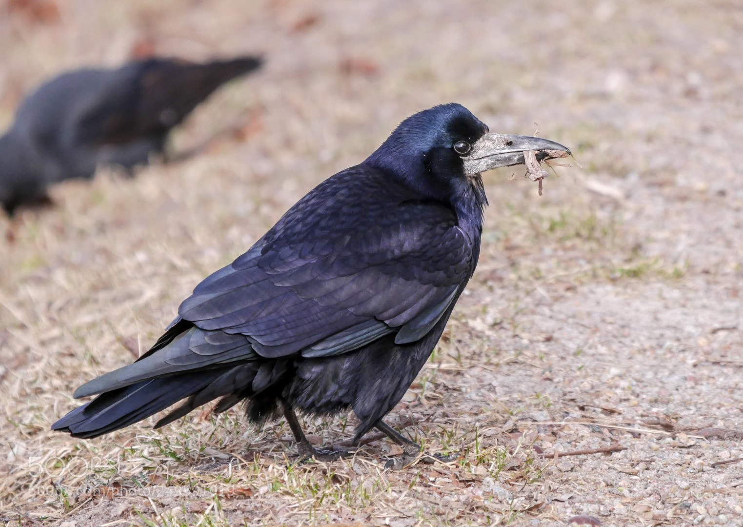 Panasonic Lumix DMC-GX85 (Lumix DMC-GX80 / Lumix DMC-GX7 Mark II) sample photo. Corvus frugilegus photography