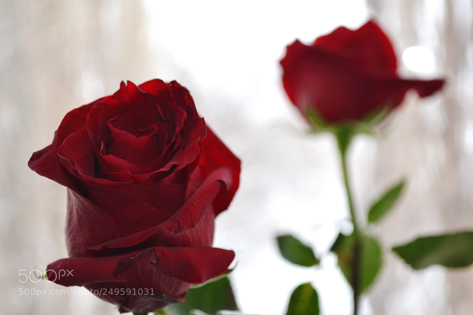 Nikon D3100 sample photo. Розы photography