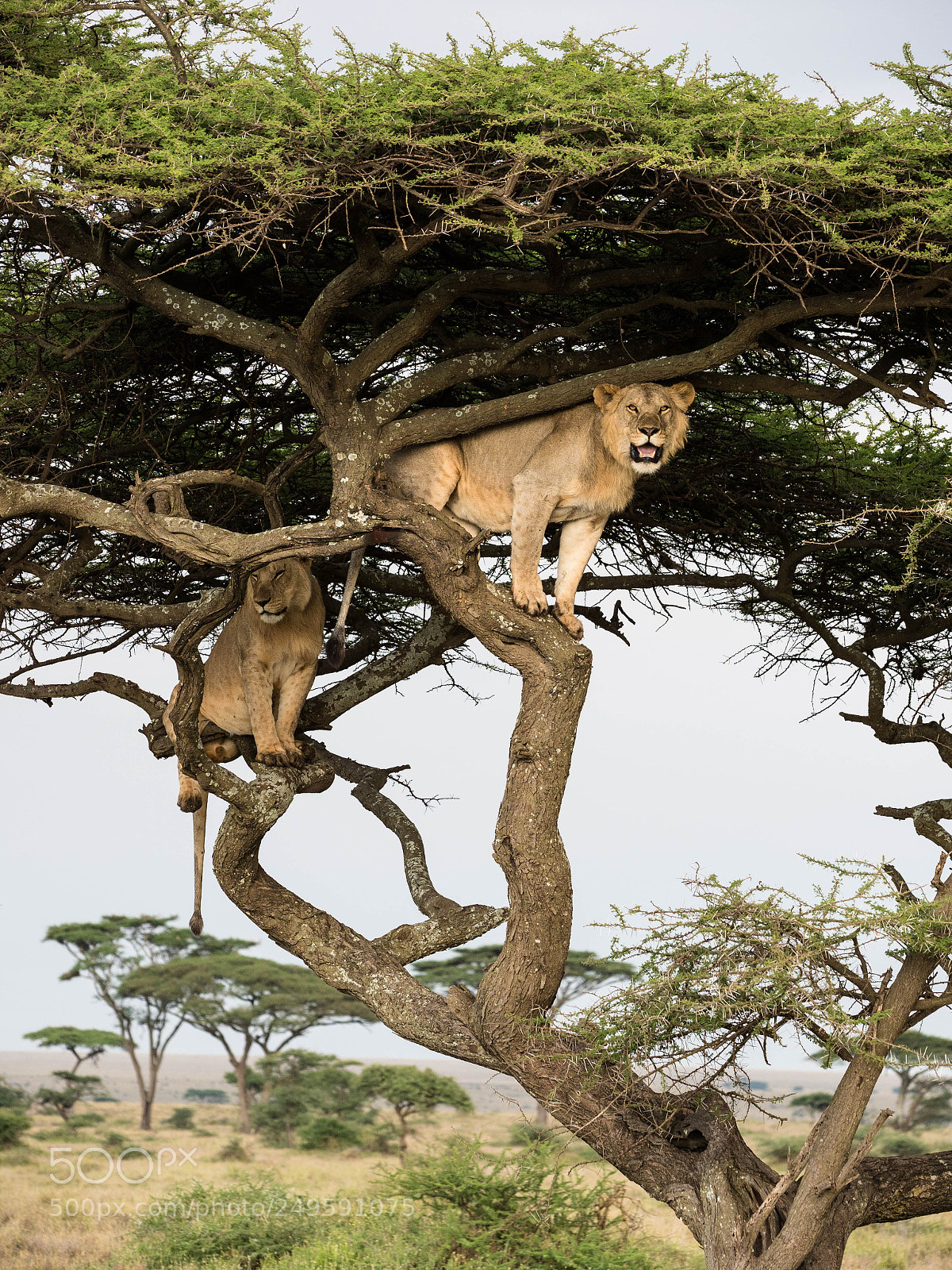 Olympus OM-D E-M1 Mark II sample photo. Cats in a tree photography