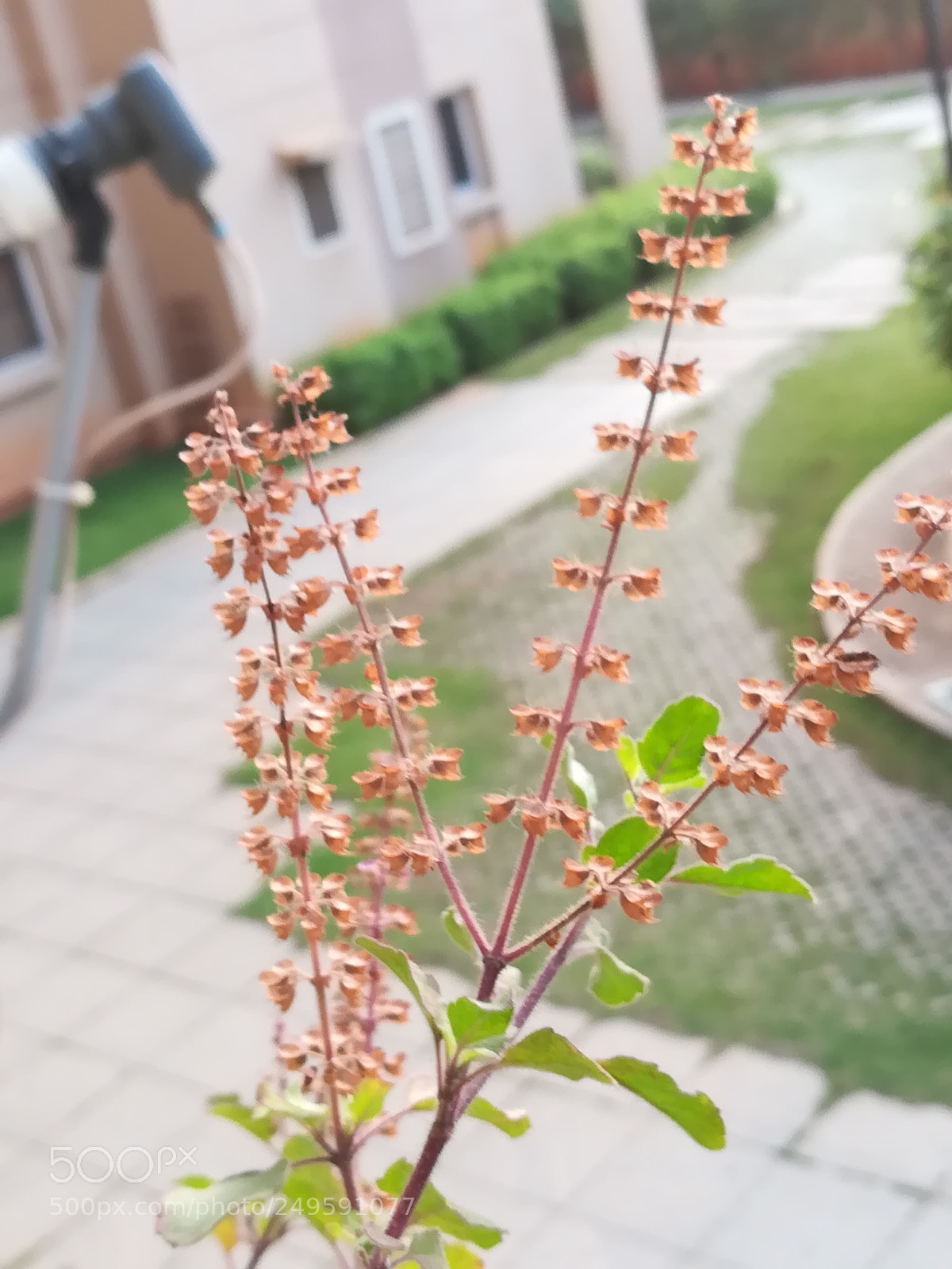 HUAWEI honor 6x sample photo. Tulsi photography