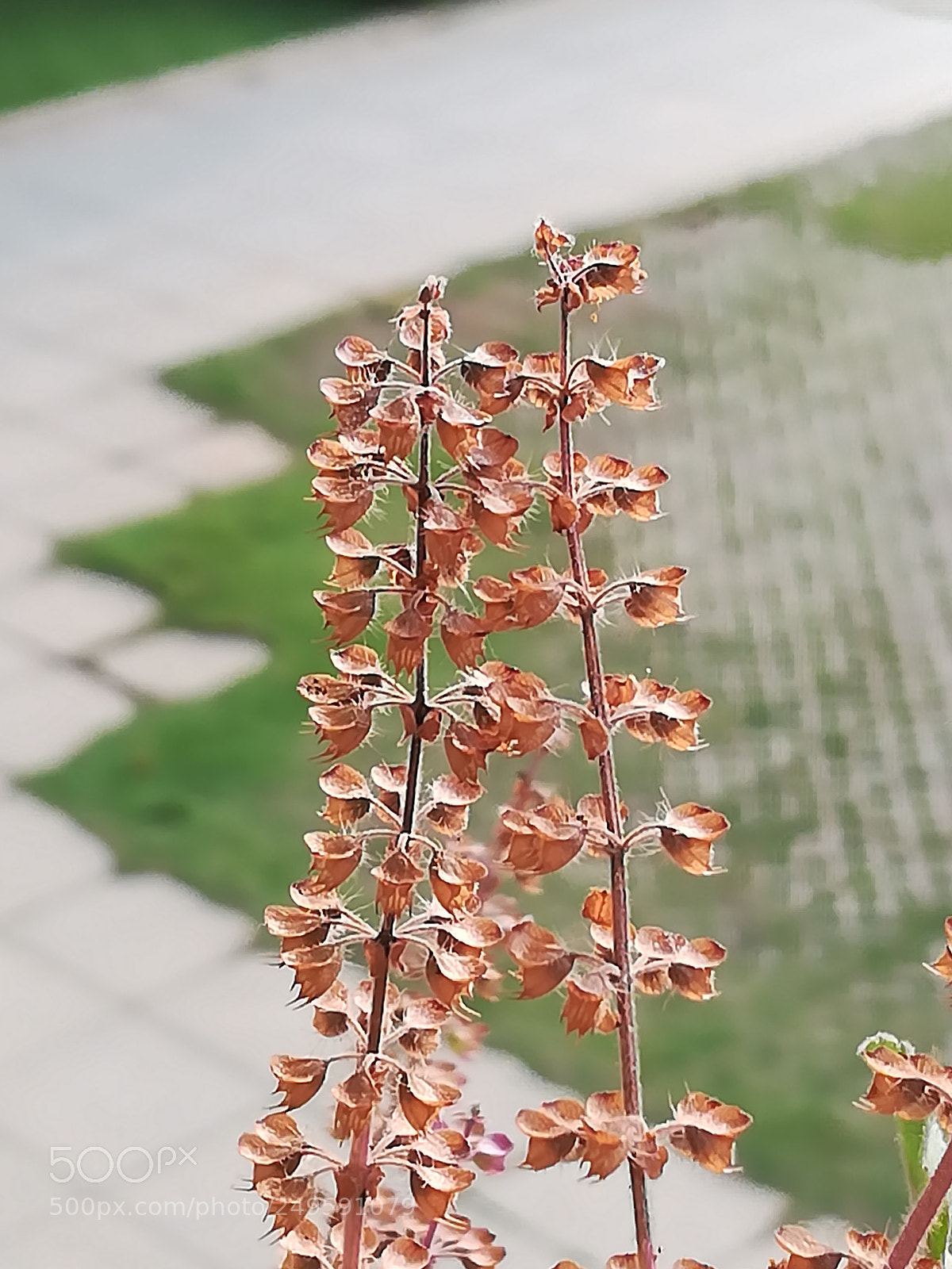 HUAWEI honor 6x sample photo. Tulsi photography