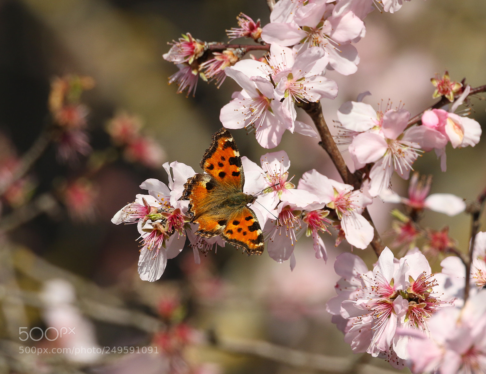 Canon EOS 7D Mark II sample photo. Spring photography