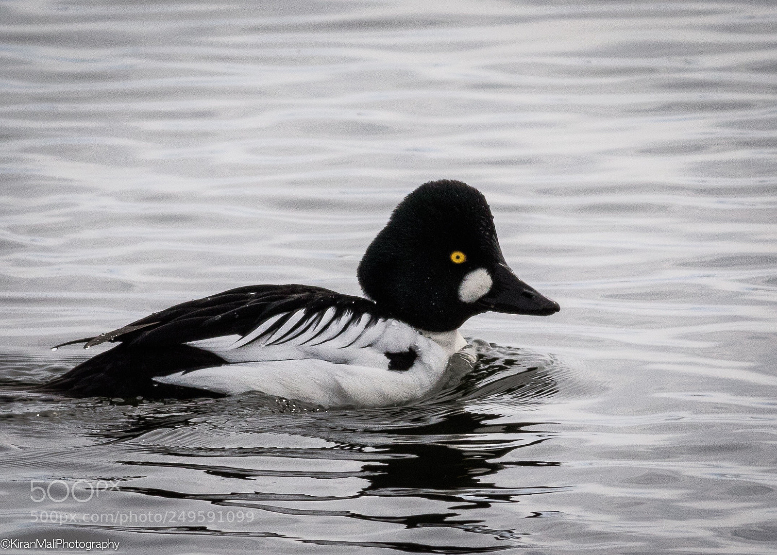 Canon EOS 7D Mark II sample photo. Goldeneye photography