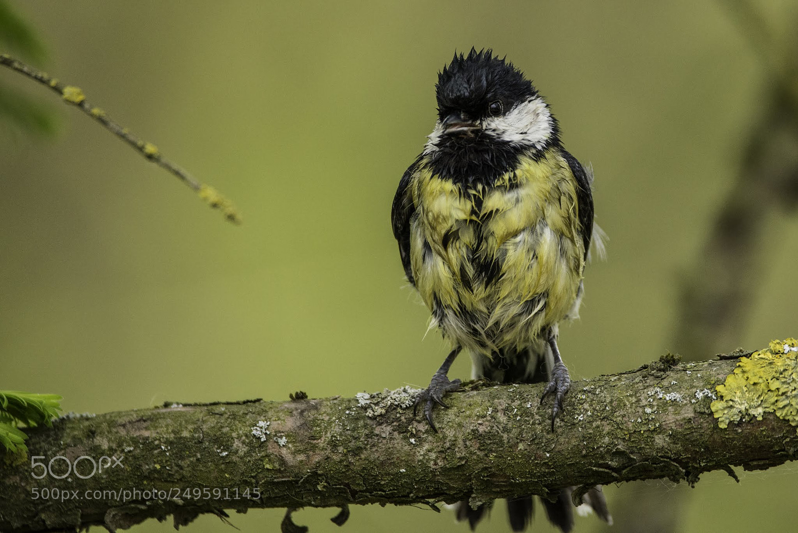 Nikon D800E sample photo. Un oiseau photography