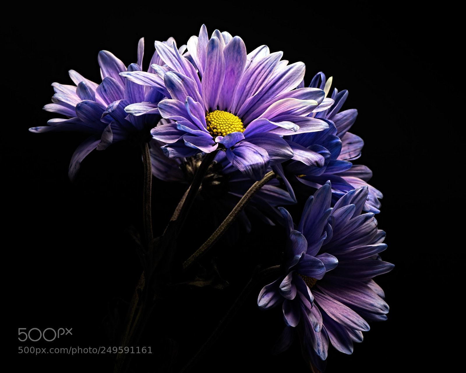 Nikon D810 sample photo. Striving 0315 photography