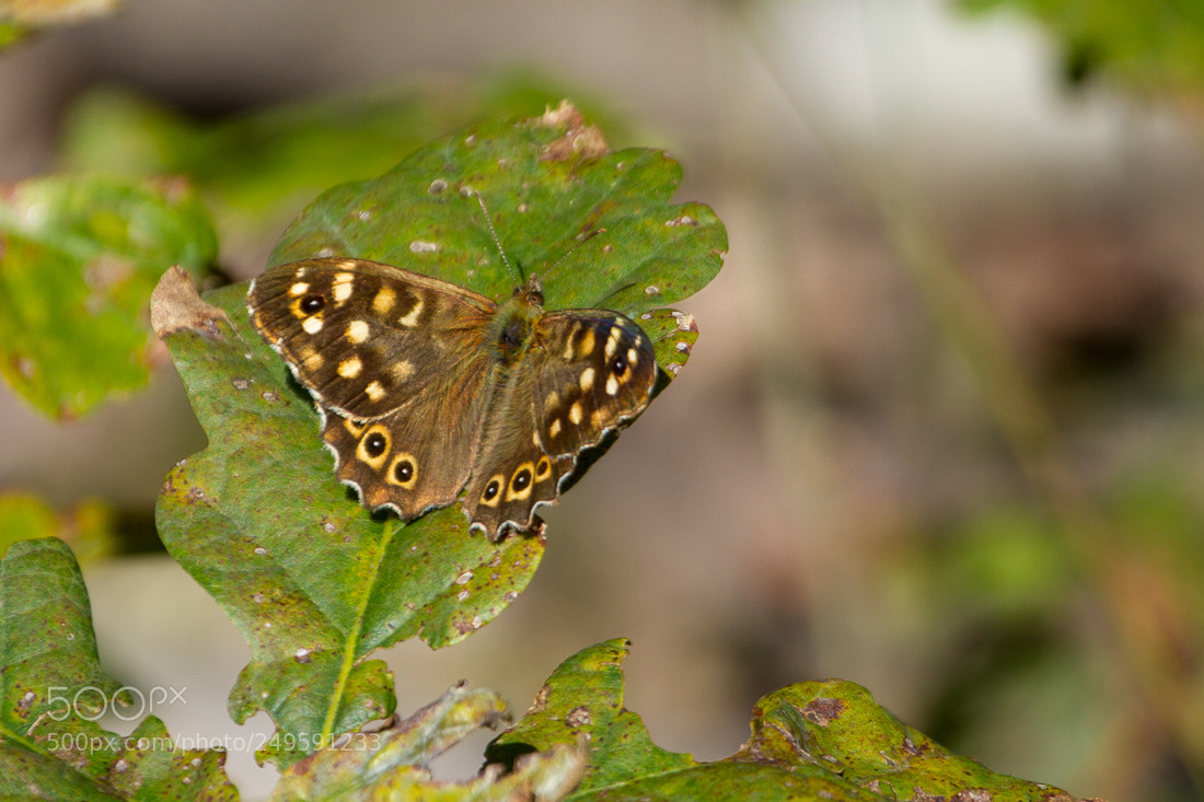 Canon EOS 7D sample photo. Butterfly photography