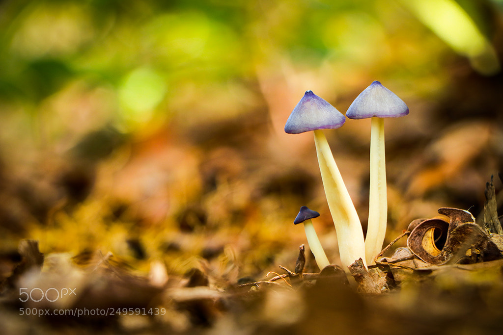 Canon EOS 750D (EOS Rebel T6i / EOS Kiss X8i) sample photo. Purple mushroom photography