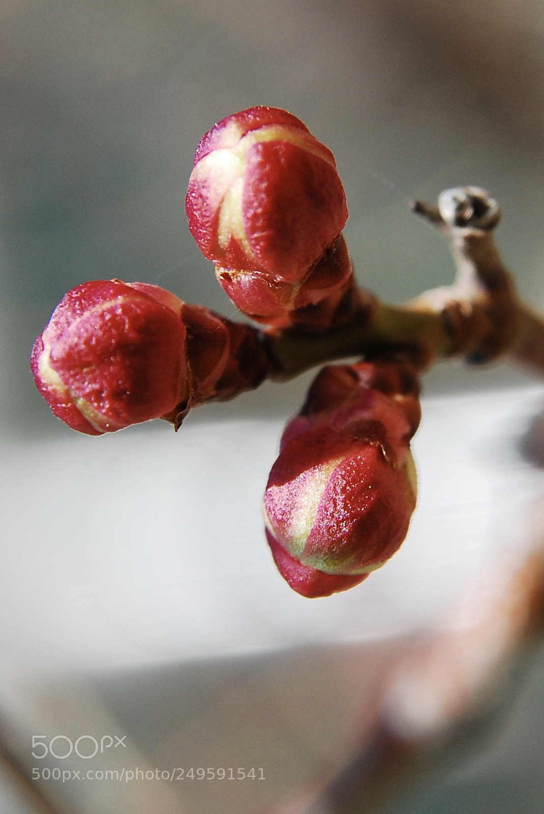 Nikon D80 sample photo. Beginning of spring photography