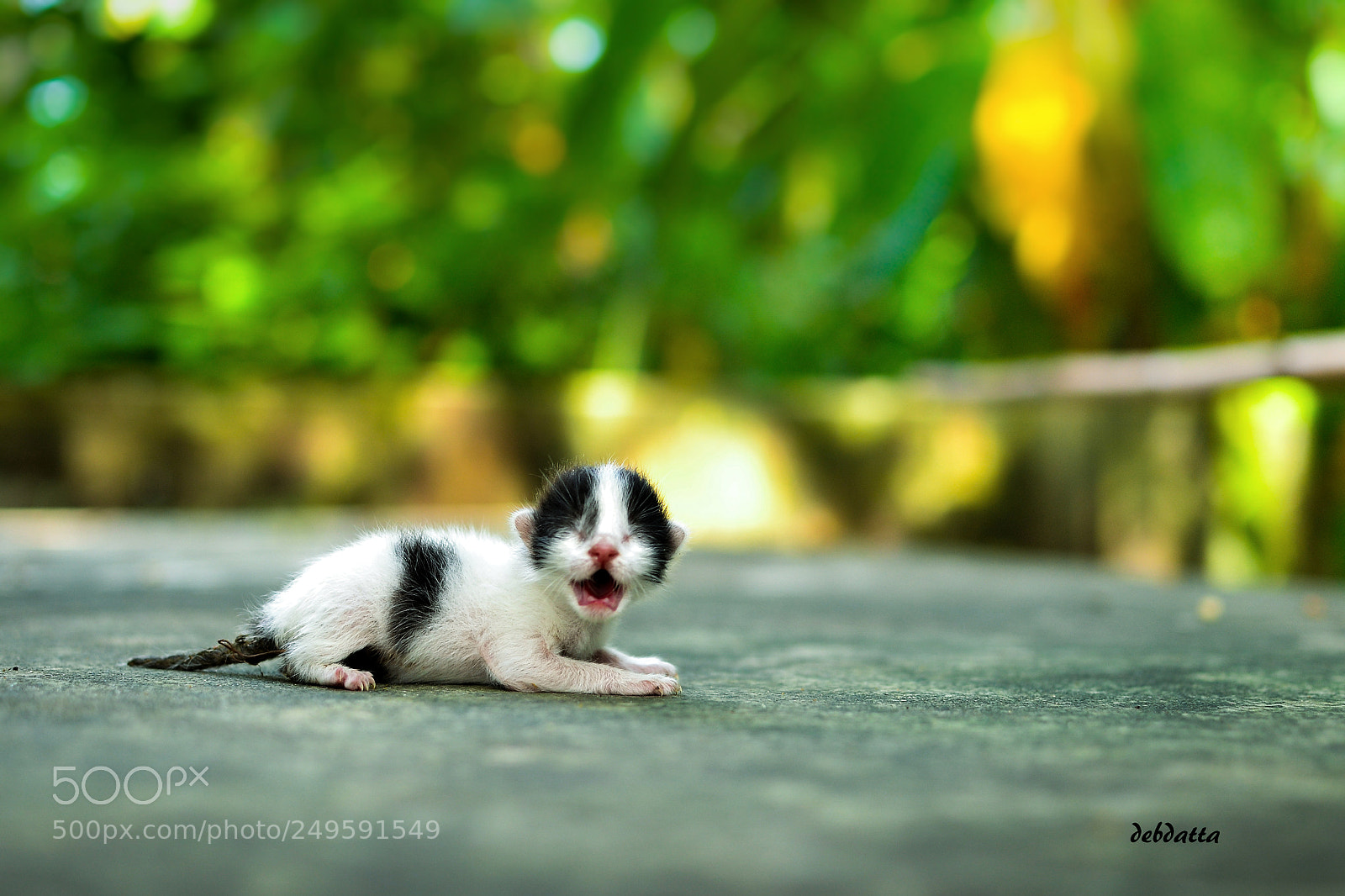 Nikon D3100 sample photo. Newly born photography
