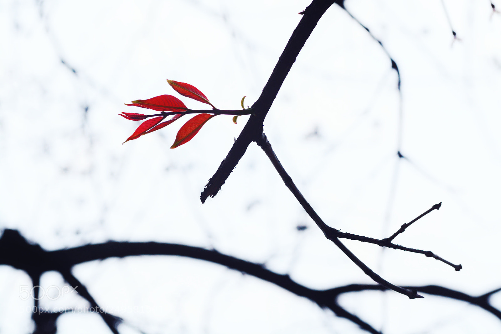 Nikon D7100 sample photo. Untitled photography