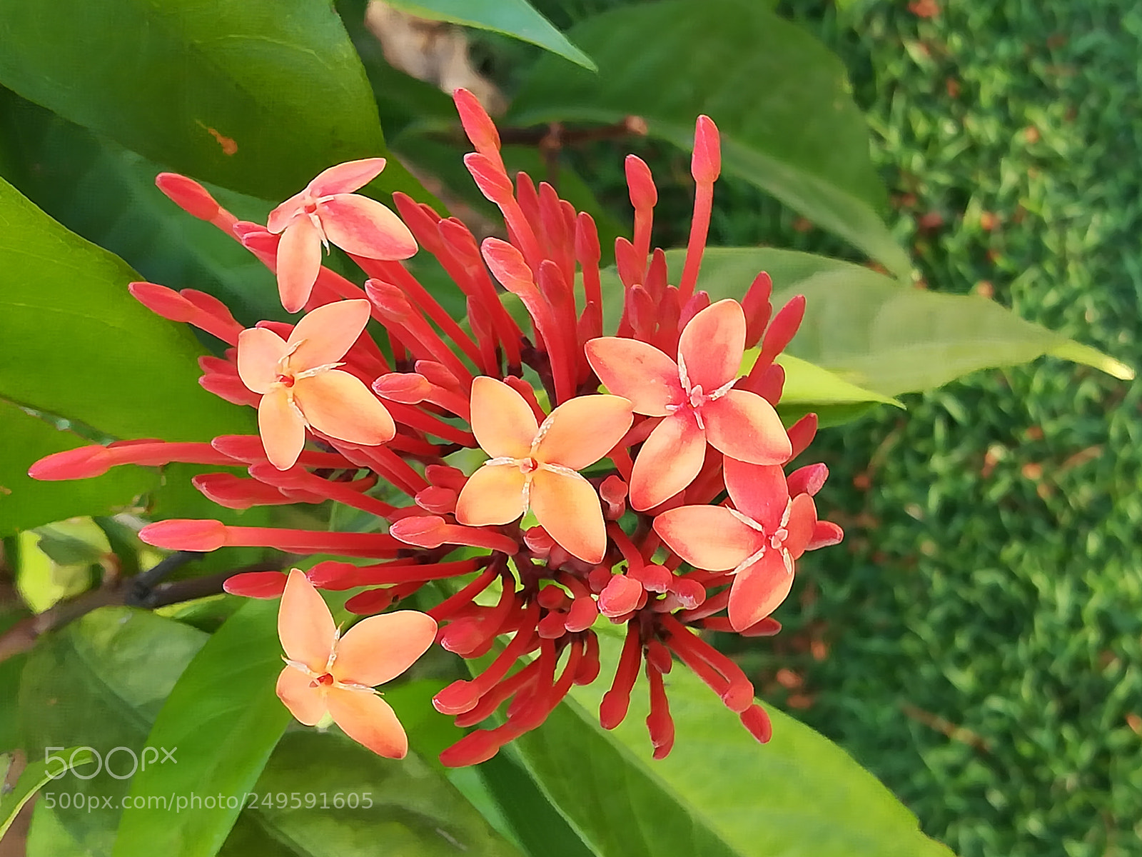 HUAWEI honor 6x sample photo. Flowers photography