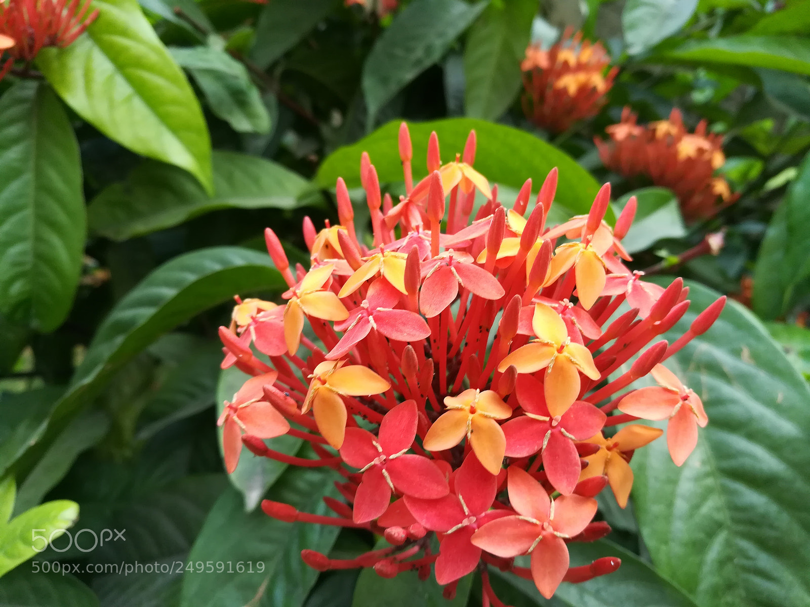 HUAWEI honor 6x sample photo. Flowers photography