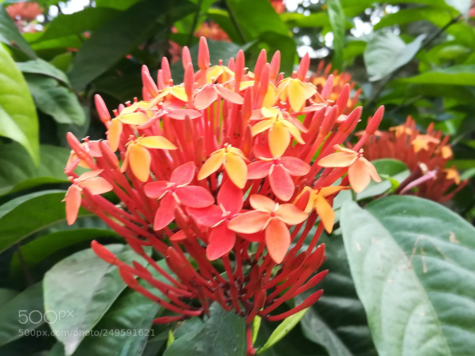 HUAWEI honor 6x sample photo. Flowers photography