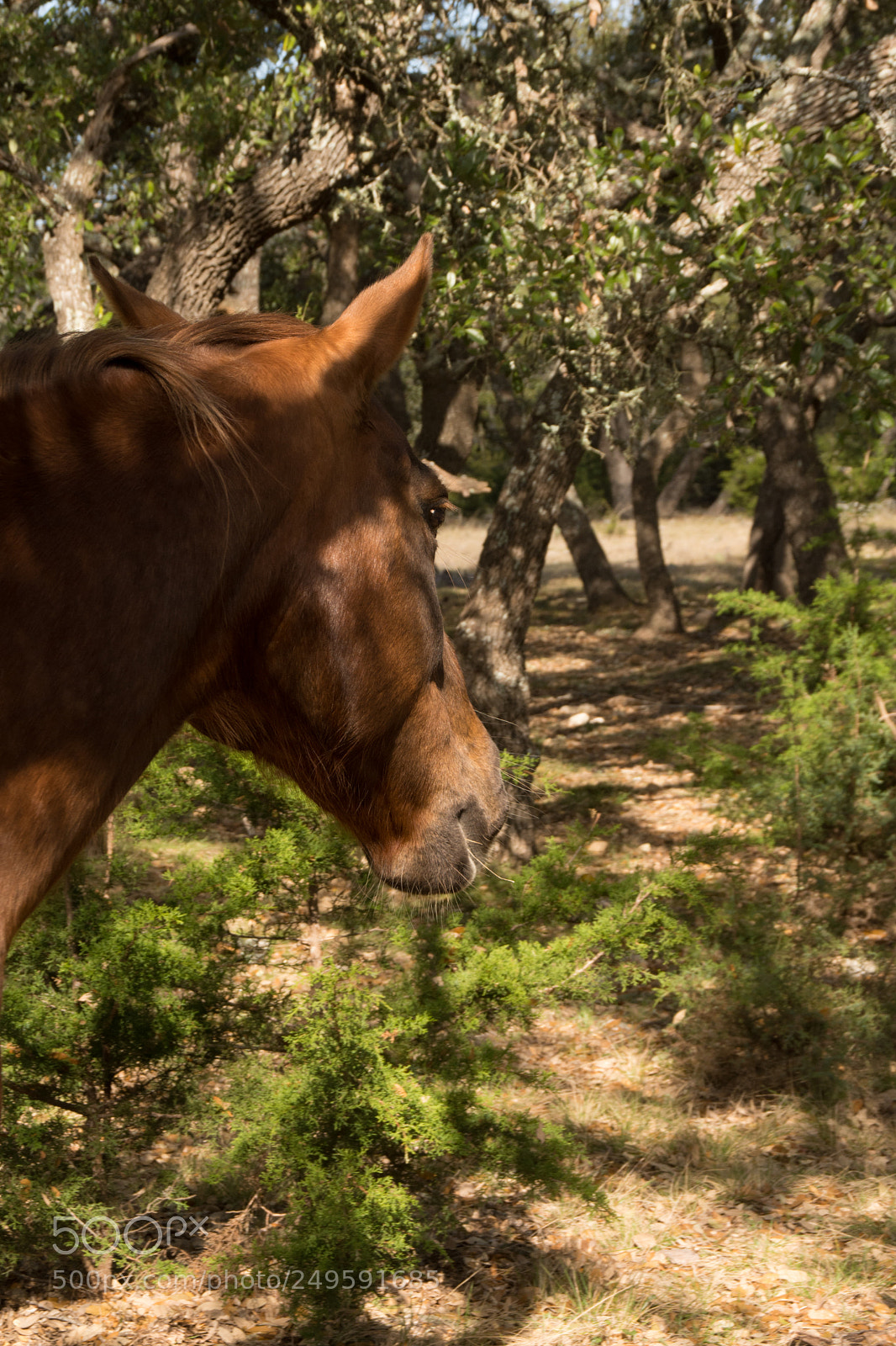 Nikon D7200 sample photo. Horse photography