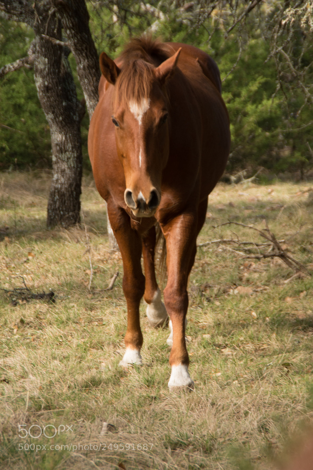 Nikon D7200 sample photo. Horse photography