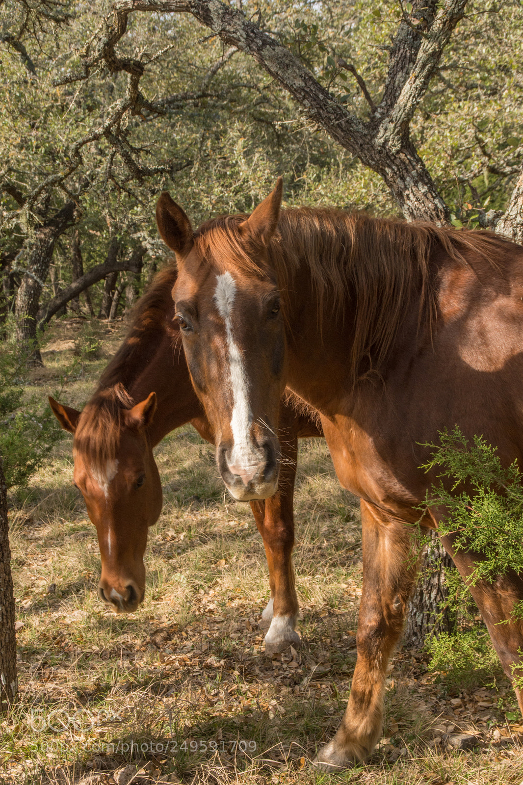 Nikon D7200 sample photo. Horse photography