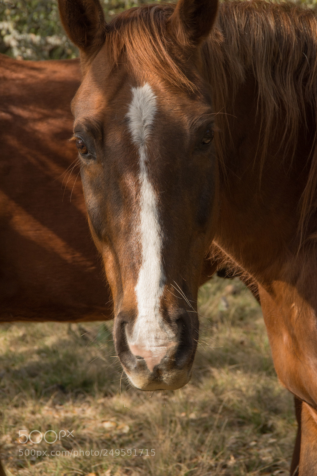 Nikon D7200 sample photo. Horse photography