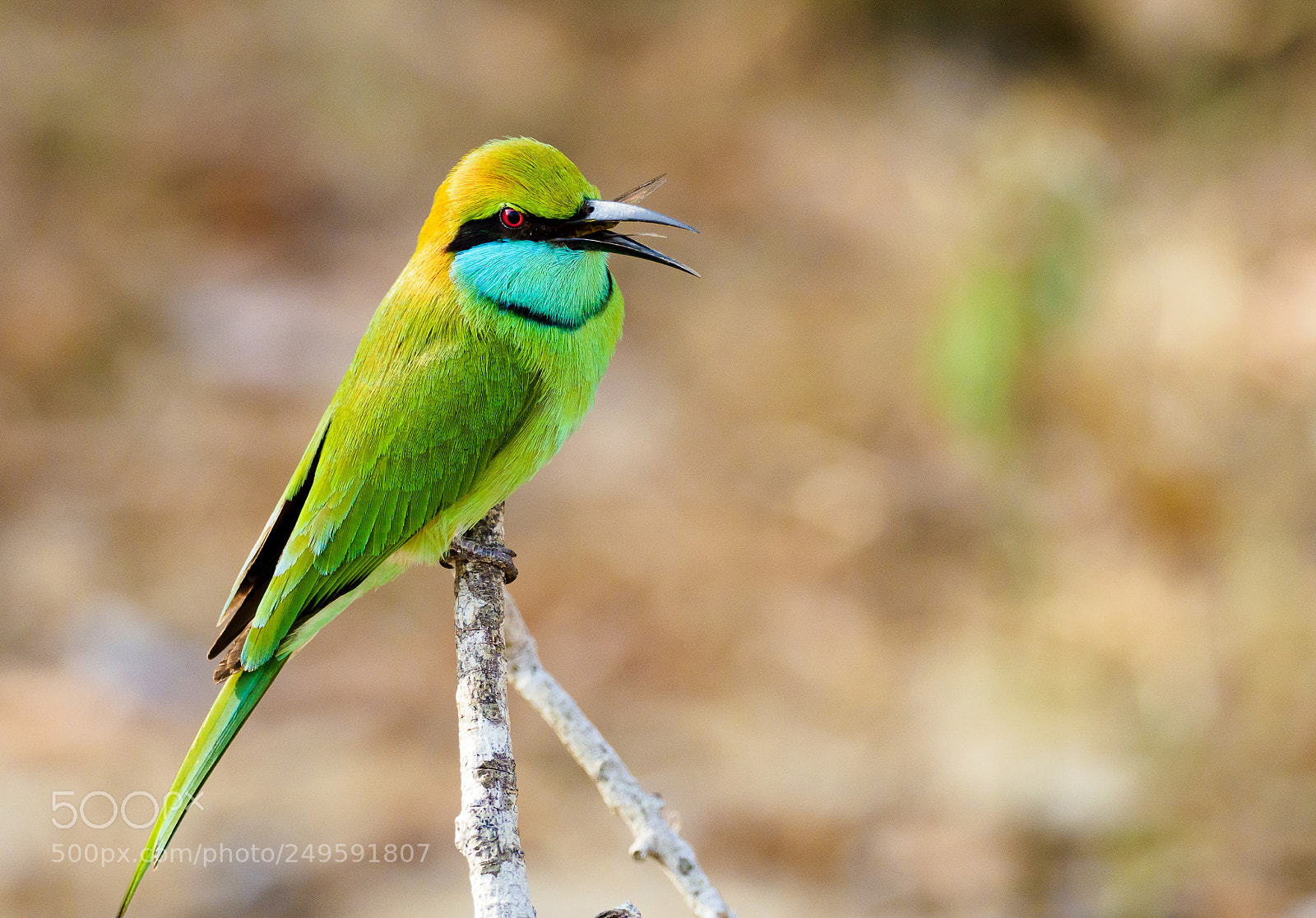 Olympus OM-D E-M1 Mark II sample photo. Little green bee eater photography