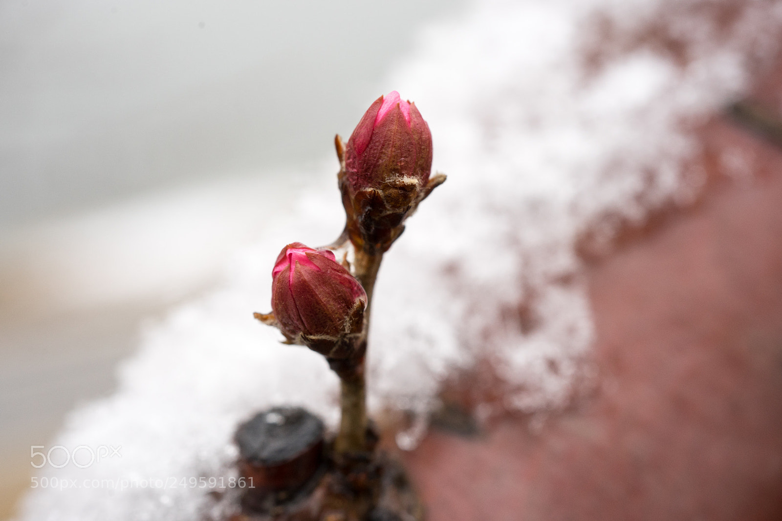 Sony a7 sample photo. Will bloom tomorrow photography