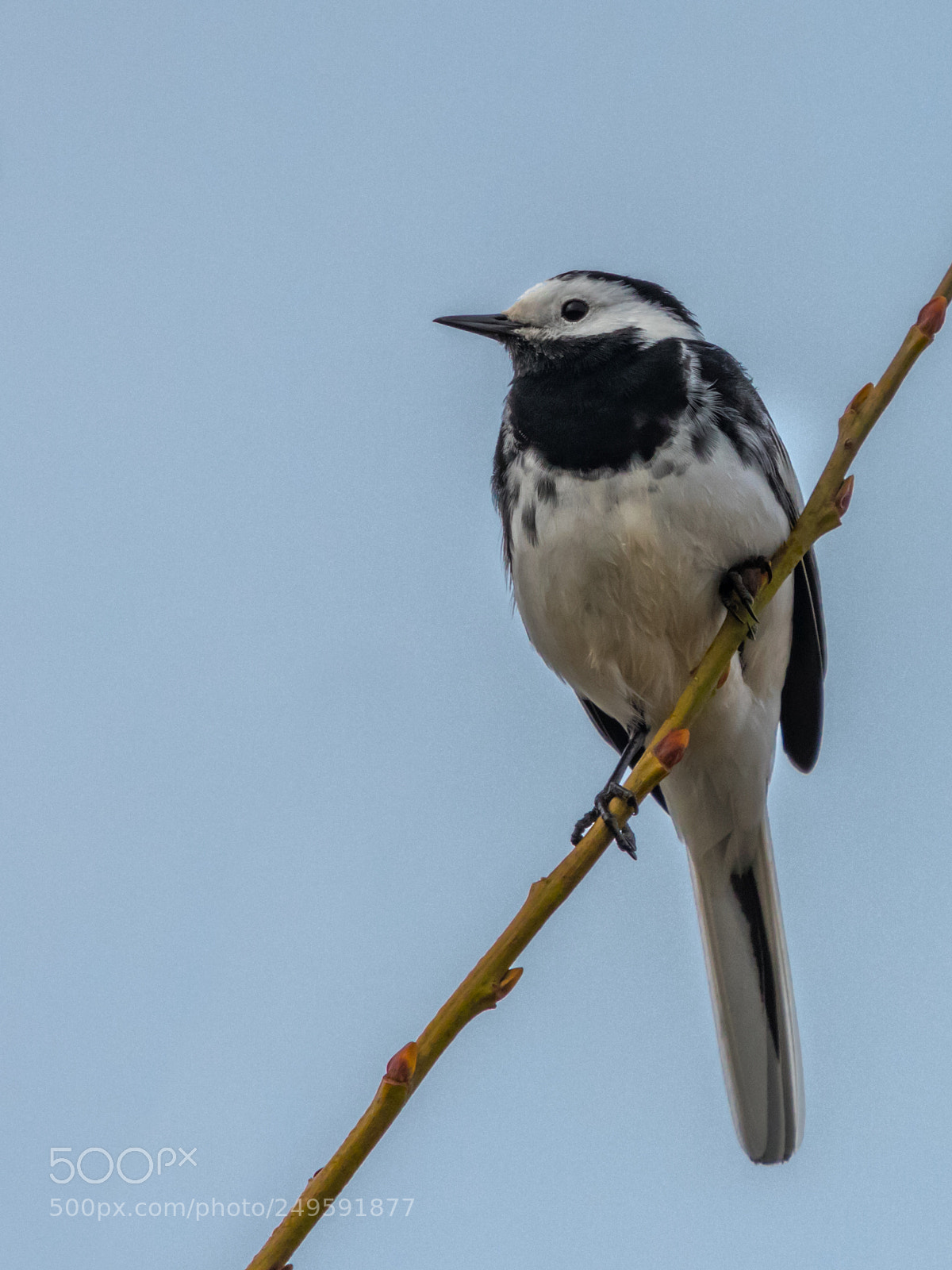 Canon EOS 80D sample photo. Pied wagtail photography