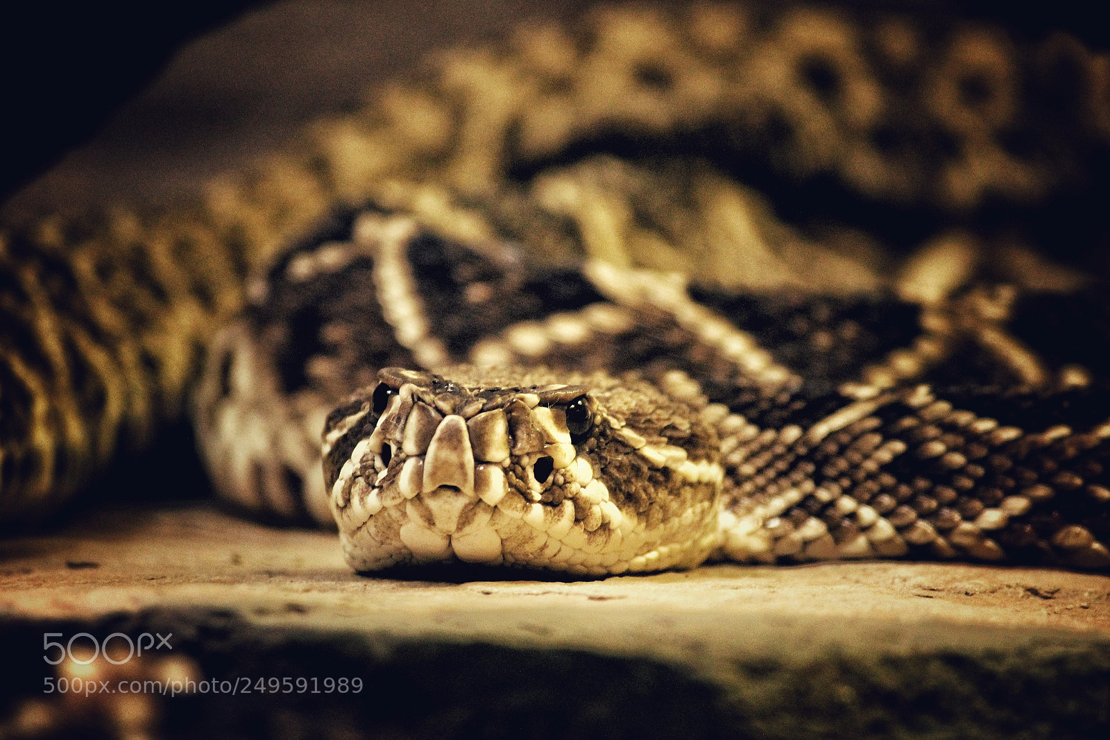Canon EOS 600D (Rebel EOS T3i / EOS Kiss X5) sample photo. The python photography