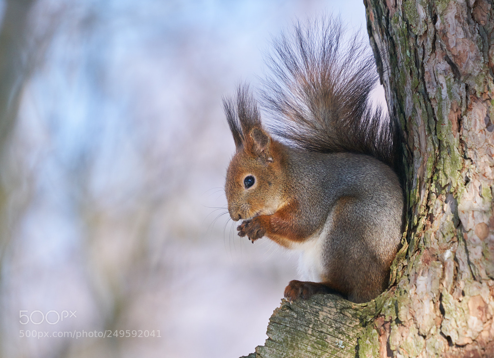 Sony a7R II sample photo. Having a break photography