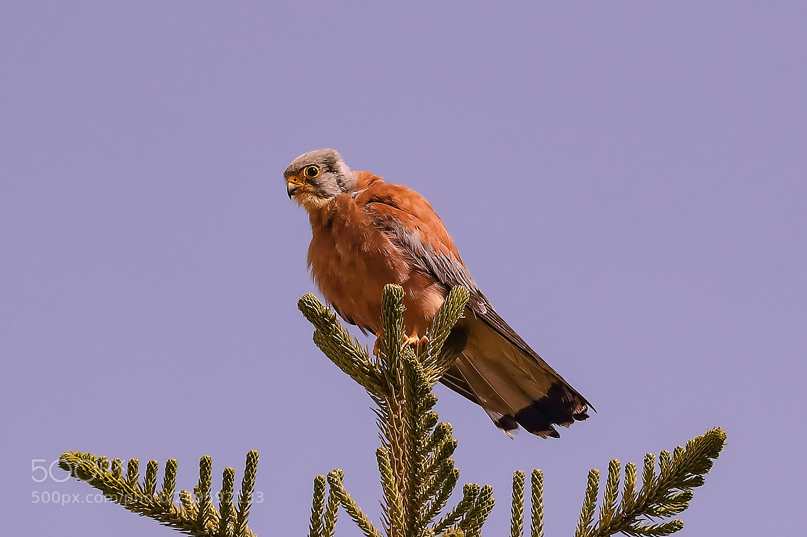 Canon EOS-1D X Mark II sample photo. Lesser kestrel photography