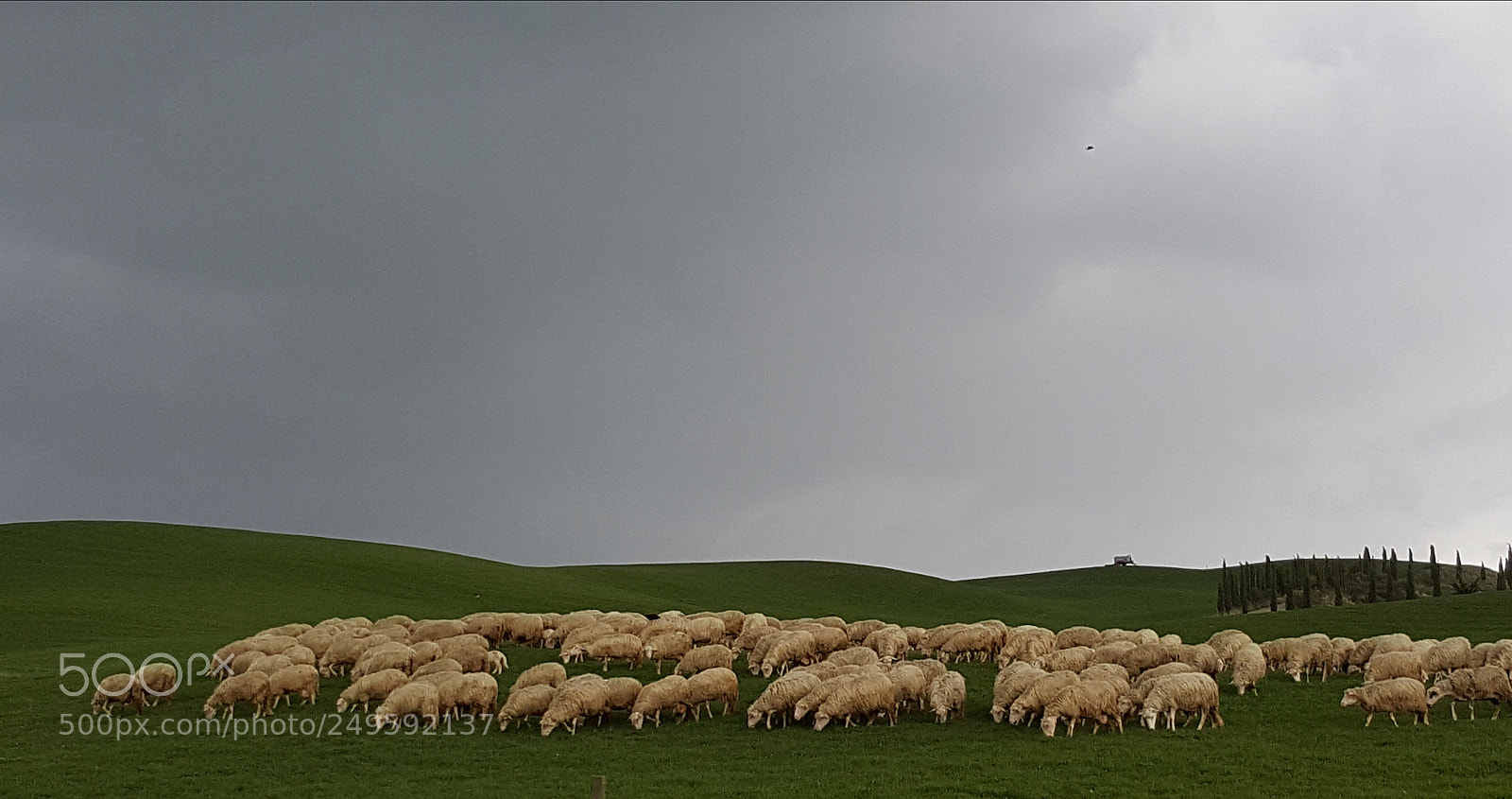 Samsung Galaxy S6 sample photo. Sheeps under the clods photography